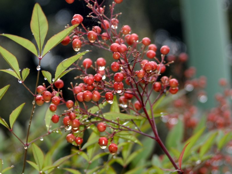 Delle bacche rosse in un parco pubblico - Nandina domestica